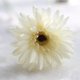 thumbnail image 4 of BESTYASH 10Ud Adorno Floral Simulación De Gerbera Con Material Para Bodas Y Oficina, 4 of 8