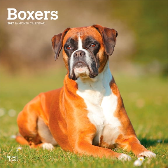 Boxers International Edition | 2027 12x24" (Hanging) Wall Calendar | Plastic-Free