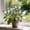 C, variant on Butterfly Flower Hostas Cultivation Granules-(Non-Artificial)-Fast Growing,Bloom Year After Year,Home Decoration-Beautiful Gift Garden-Ornamental-Premium Garden Stakes