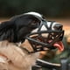 thumbnail image 4 of Mascarilla para perro Zulema bozal de perros transpirable ligera para boca de perro, 4 of 8