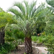 Brighter Blooms - Pindo Palm, 3 gal - No Shipping to AK, AZ, HI
