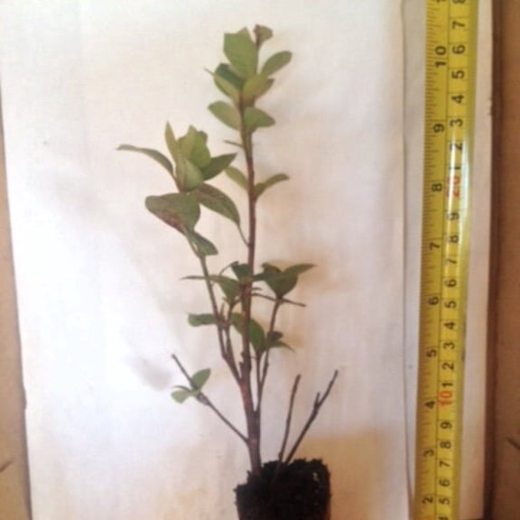 Red Formosa Azalea Live Starter Plant (1 Plant) – Less Than 12 Inches Tall