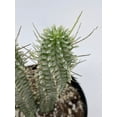 thumbnail image 2 of Euphorbia Mammillaris, 4 inch, Corncob Corkscrew Euphorbia, Indian Corn Cob, Rare White, 2 of 9