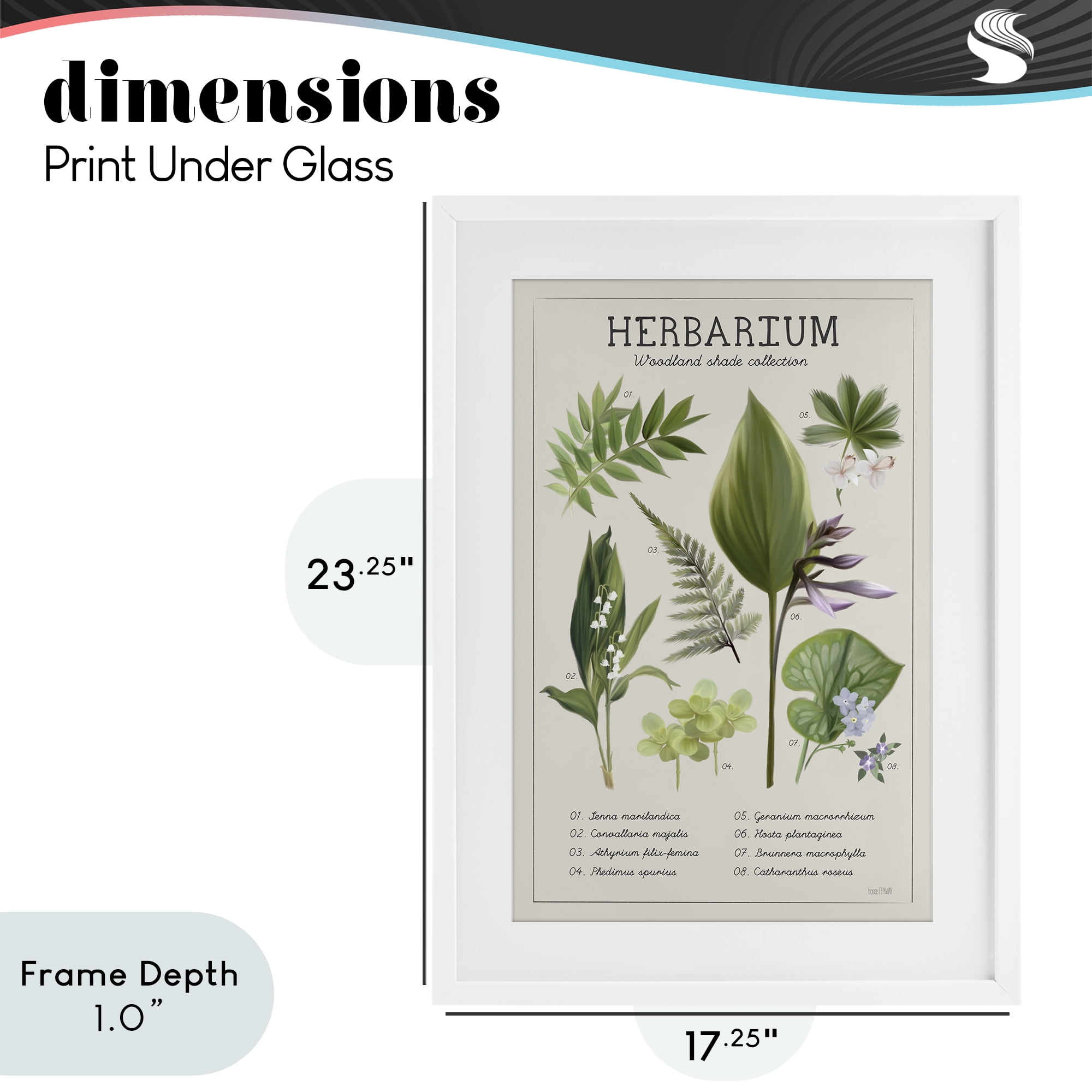 Stupell Industries Herbarium Woodland Shade Collection White Framed Print Under Glass, design by House Fenway