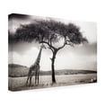 thumbnail image 4 of Piet Flour 'Under The African Sun' Canvas Art, 4 of 4