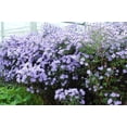 thumbnail image 4 of 100 HEART LEAVED ASTER Cordifolius Blue Wood Aster Flower Seeds, 4 of 9