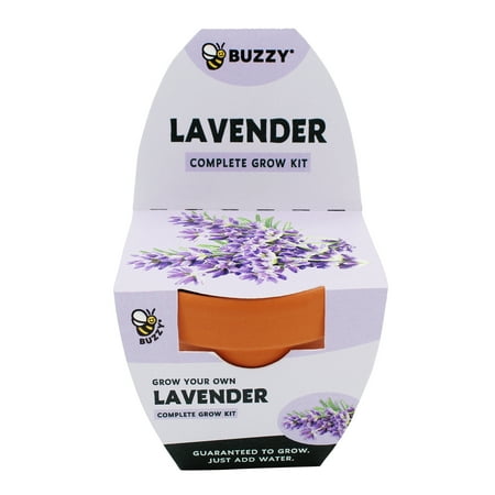 Buzzy Lavender Herb Terra Cotta Grow Kit
