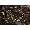 thumbnail image 4 of Fiddle Leaf Fig Food by Perfect Plants - 5oz., 4 of 6