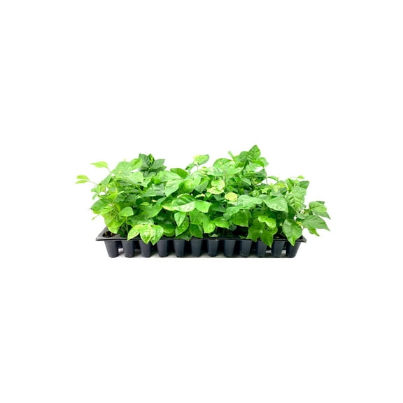 Sambac Jasmine Plant  3 Live Plants  Jasminum Sambac  Fragrant White Blooms  Ideal for Indoor & Outdoor Planting  Aromatic Addition to Gardens & Patios  Lush & Decorative Foliage