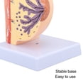 thumbnail image 4 of Modelo De Anatomía Del Tórax Femenino, Estructura Transversal De Alta Simulación, Modelo De Exhibición Del Tórax Del Período De Reposo Vívido, Mitad Para La Enseñanza, 4 of 7
