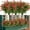 A Red, variant on 8PCS Artificial Eucalyptus Plants,Fake Boxwood Shrubs UV Resistant No Fade Faux Plastic Greenery for Wedding Bridal Bouquet Indoor Outdoor Home Garden Kitchen Office Table Vase(Green) A