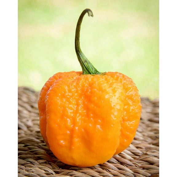 Yellow Carolina Reaper HP22B Pepper Premium Seeds Packet