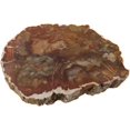 Petrified Wood Slab, Polished Fossilized Stone Tree Branch Specimen