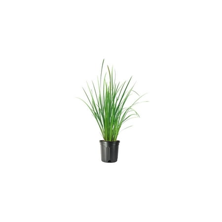 African Iris Yellow 1 Large Gallon Size Plant Dietes Vegeta Low Maintenance Drought Tolerant Groundcover Grass