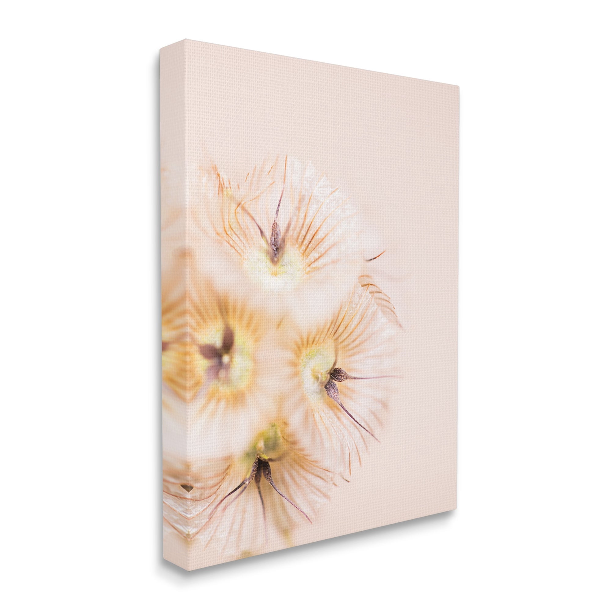 Stupell Industries Unique Florals Blooming Bleach Blonde Petals Abstract Photography, 16 x 20,Design by Renee W. Stramel