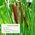 thumbnail image 7 of Tutuviw 15Pcs Dried Natural Cattails, Real Dried Cattails, Pencil Cattails Flowers, Plants Floral Stems Bundles for DIY Rustic Floral Arrangements, Wedding Home Farmhouse Decor - 17 inch Length, 7 of 7