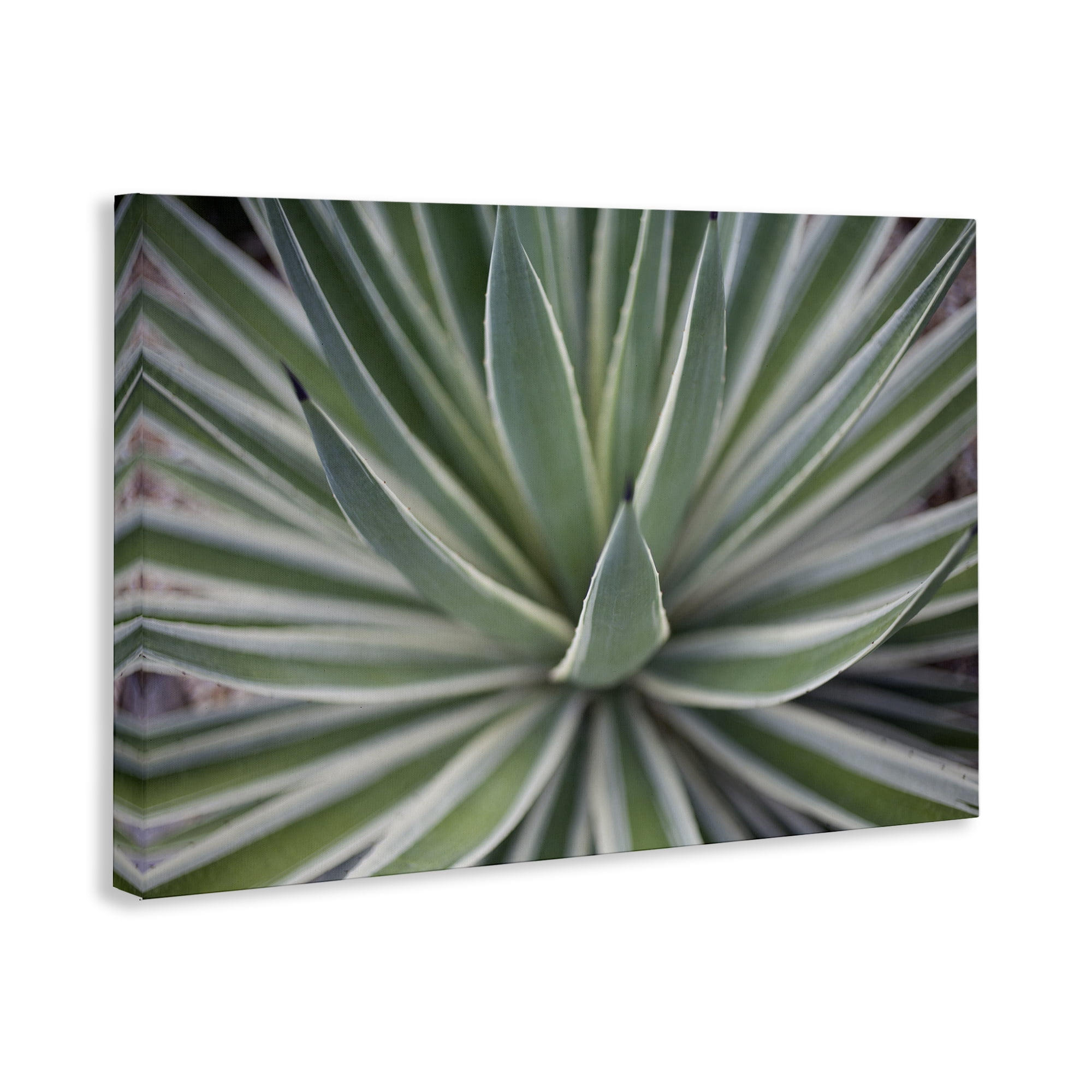 Stupell Industries Striped Plant Leaves Botanical & Floral Photography Gallery Wrapped Canvas Art Print Wall Art, 36 x 24
