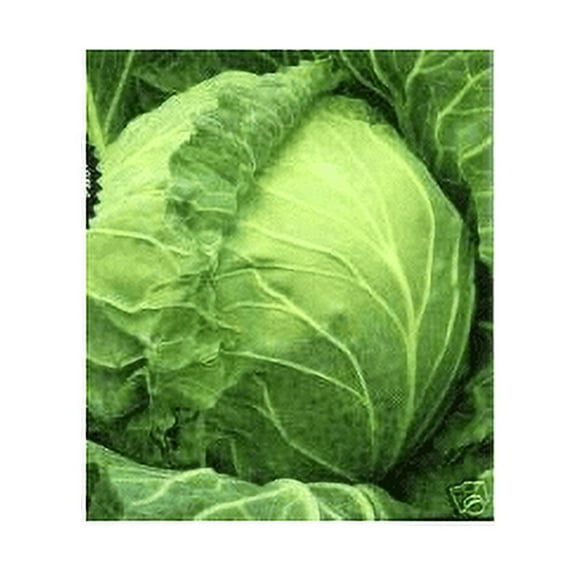 Cabbage Copenhagen Great Heirloom Vegetable by Seed Kingdom Bilk 1 Lb Seeds