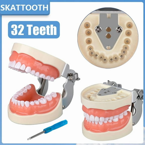 Dental 32 Teeth Model With Soft Gum Dental Teaching Model Removable Standard Typodont Teeth Model For Dentist Practice Training