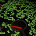 thumbnail image 1 of BESTYASH 5Pcs Fish Tank Plants Floating EVA for Simple Design, 1 of 6