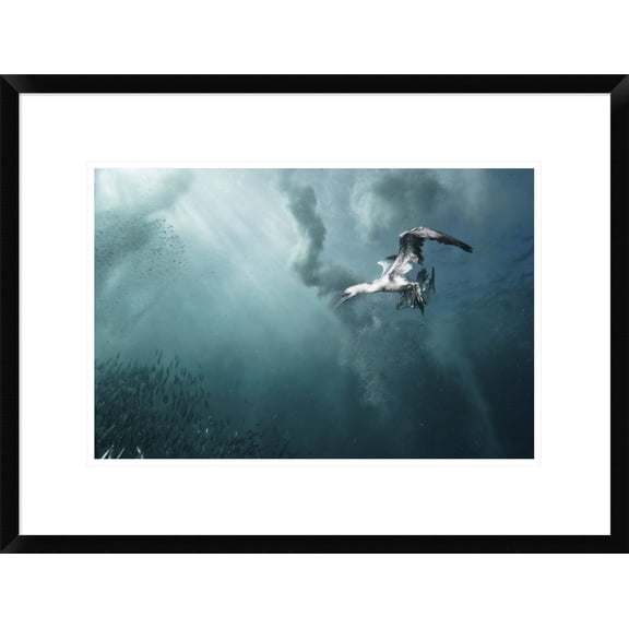Global Gallery Alexander Safonov 'Plunge Diver' Framed Wall Art