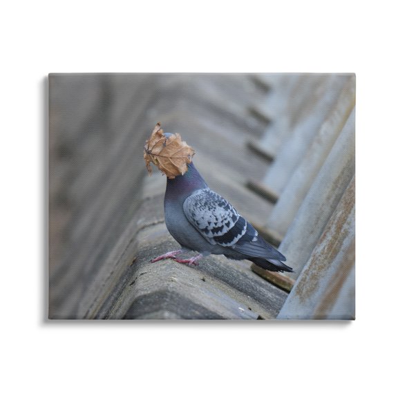 Stupell Industries Funny Leaf in Pigeon's Face Animals & Insects Photography Gallery Wrapped Canvas Art Print Wall Art, 48 x 36