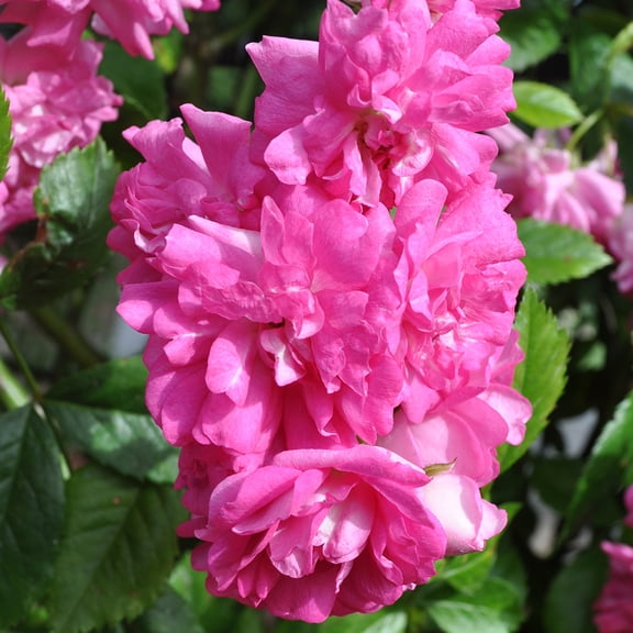 Super Dorothy Rambling Rose by Heirloom Roses - Rambling Rose Plant