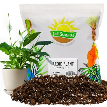 BirchSeed Soils All-Purpose Succulent & Cactus Potting Mix (1 Quart) - Natural For Aloe, Indoor/Outdoor