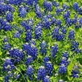 thumbnail image 1 of Lupine TEXAS BLUEBONNET Wildflower Sun/Partial Shade Heirloom Non-GMO 50 Seeds!, 1 of 1