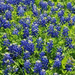 Lupine TEXAS BLUEBONNET Wildflower Sun/Partial Shade Heirloom Non-GMO 50 Seeds!