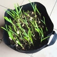 thumbnail image 3 of stanreset 1-34Gallon Potato Grow Bags Reusable Vegetable Tomato Carrot Plant Container Pot 60*45cm 1Set, 3 of 6