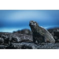 thumbnail image 2 of Marine iguana  sunbathing on black volcanic rocks; Galapagos Islands  Ecuador Print, 2 of 2