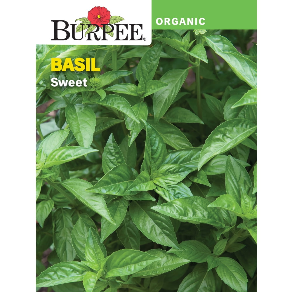 Burpee Organic Sweet Basil Herb Seed, 1pack