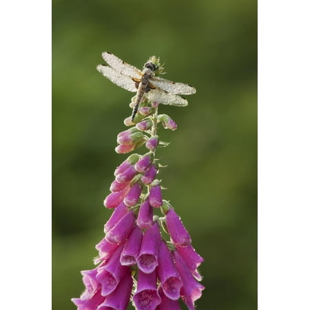 Four-Spotted Chaser Dragonfly (Libellula Quadrimaculata) on Foxglove Flowers, Somerset Levels, UK Print Wall Art By Guy