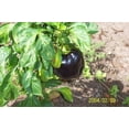 thumbnail image 4 of 30 CHOCOLATE BEAUTY Bell PEPPER Sweet Brown Capsicum Annuum Vegetable Seeds, 4 of 5