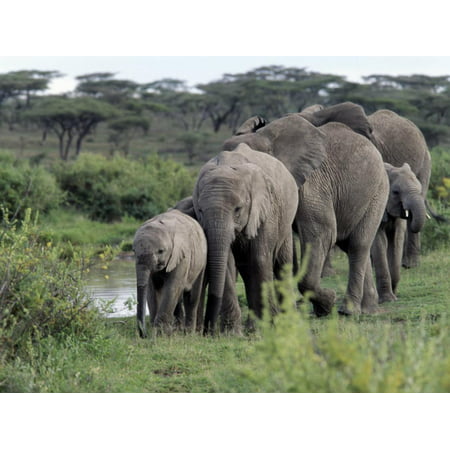 Herd of Elephants in Single File after Drinking from a Freshwater Pool, Serengeti National Park Print Wall Art By Nigel