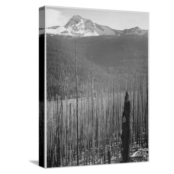 Art.com Pine Trees Snow Covered Mts In Bkgd Burned Area Glacier National Park Montana 1933-1942 Stretched Canvas Print Wall Art by Ansel Adams, 12" x 16"