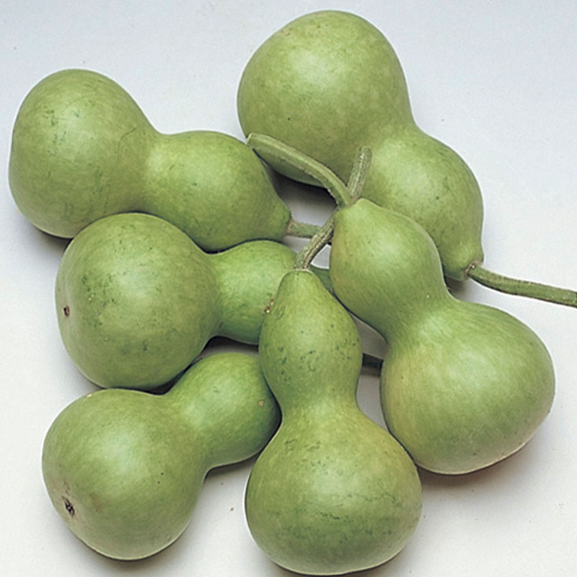 Gourd Seeds, Bottle Miniature 4 g Packet 60 Seeds NonGMO