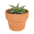 thumbnail image 6 of White Fox Aloe Succulent (4"+ Plastic Pot) - Tiny, Lovely, Easy to Care Succulent for Beginners - Live Healthy Succulent for Home Office, 6 of 6