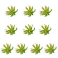 thumbnail image 2 of Paquete de 10 suculentas falsas Cateissary Tipo 37, 2 of 6
