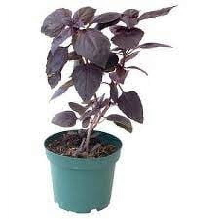 Basil "Genovese" Organic Seeds