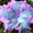 B, variant on Hibiscus Planting-Ornamental-Premium Garden Stakes-Home Decoration-(Non-Artificial)