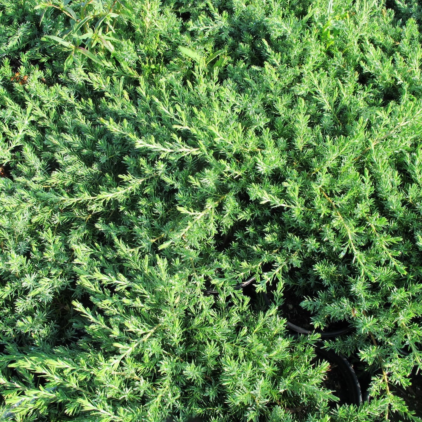 Juniper Blue Pacific - 30 Live Plants - 2" Pot Size - Evergreen Ground Cover 'Shore Juniper'