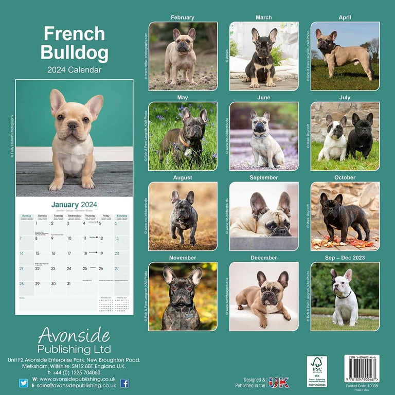 French Bulldog Calendar 2024 Square Dog Breed Wall Calendar - 16 Month -  Walmart.com