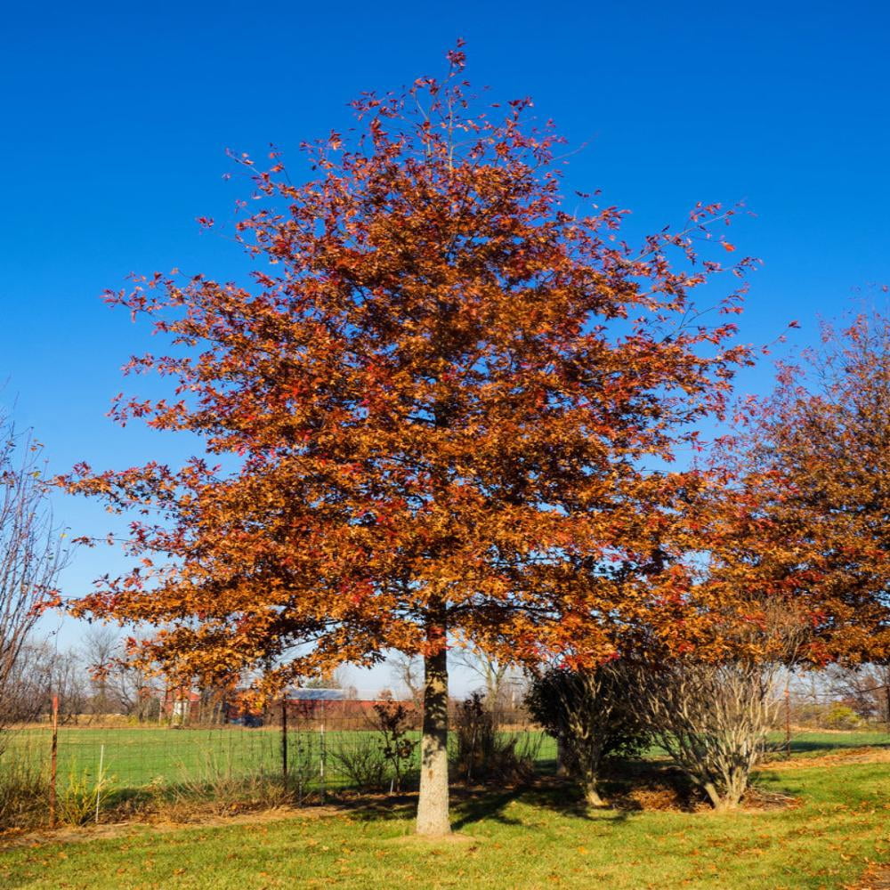 Expert Gardener Shumard Oak Live Tree, 1-2 ft Tall, 1-Gallon Grower Pot