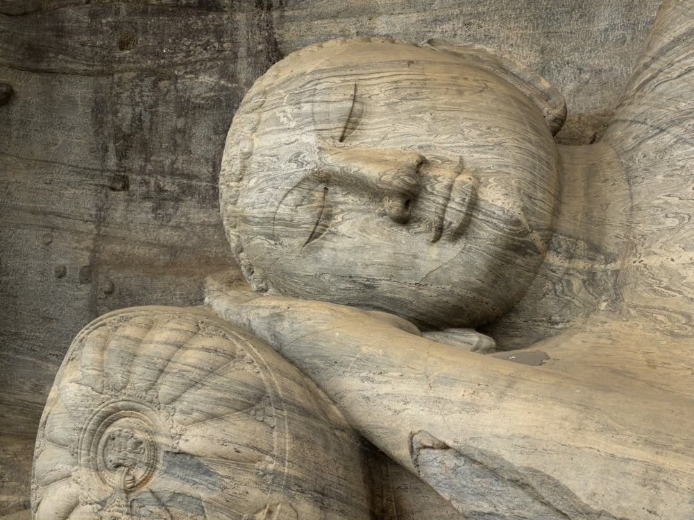 Detail Of Head And