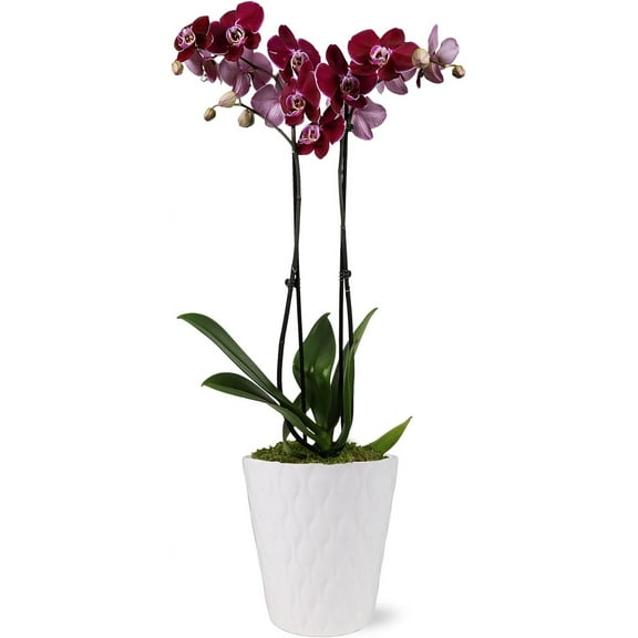 Just Add Ice 16-30" Dark Purple Premium Orchid Live Plant in 5" White Ceramic Pot, House Plant