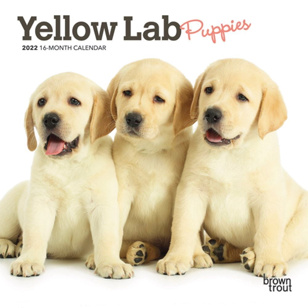 Yellow Labrador Retriever Puppies 2022 Mini Wall Calendar - Walmart.com