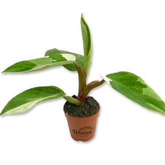 philodendron oblanceolatum Philodendron oblanceolatum