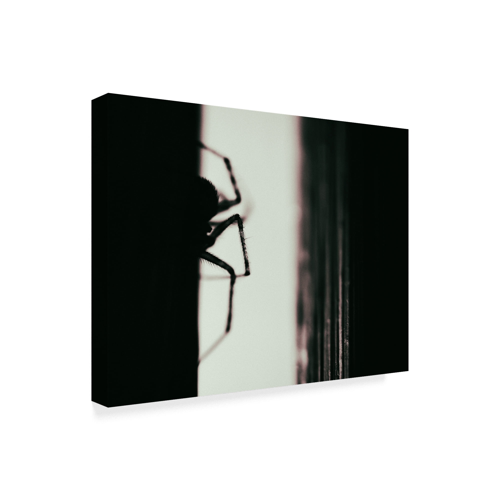 Trademark Fine Art 'Spider 3' Canvas Art by Pixie Pics